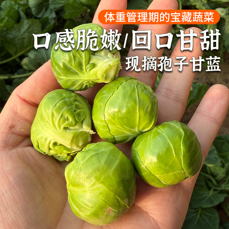 新鲜现摘农家孢子甘蓝 口感脆嫩 回口甘甜 迷你小包菜 卷心菜 西餐蔬菜沙拉食材 150g