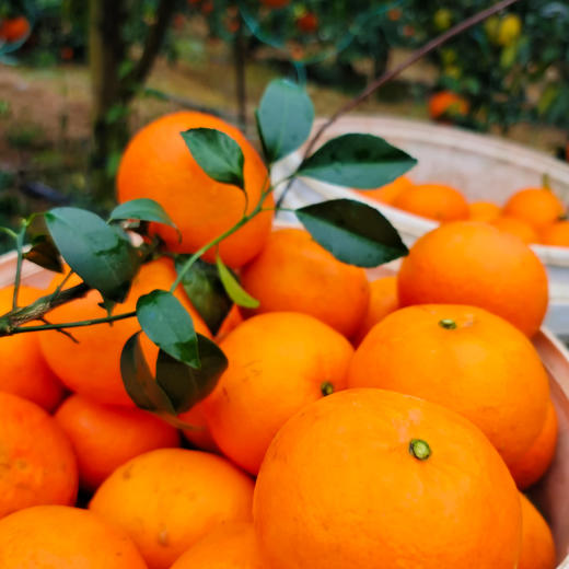 广西武鸣沃 柑｜黄金甜酸比，口感正当时｜产地现摘现发 商品图1