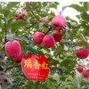 【白水苹果】瑞雪瑞香红双拼4.5-5斤15枚70#小果顺丰快递 商品缩略图3