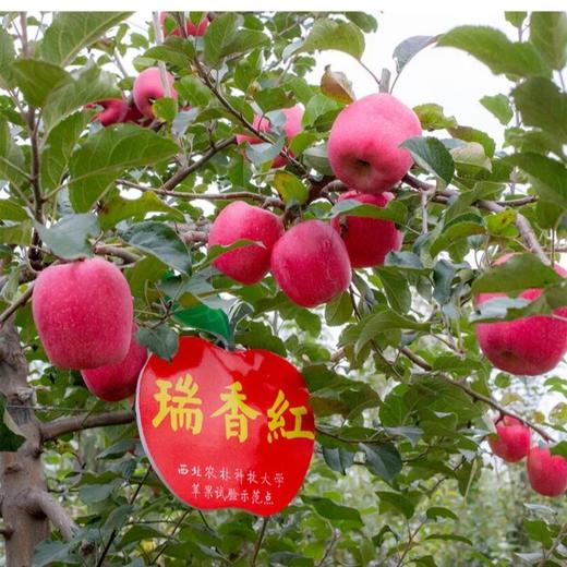 【白水苹果】瑞雪瑞香红双拼4.5-5斤15枚70#小果顺丰快递 商品图3