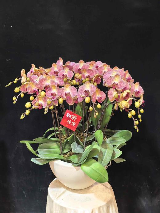 高端蝴蝶兰盆栽和旋16支 商品图0