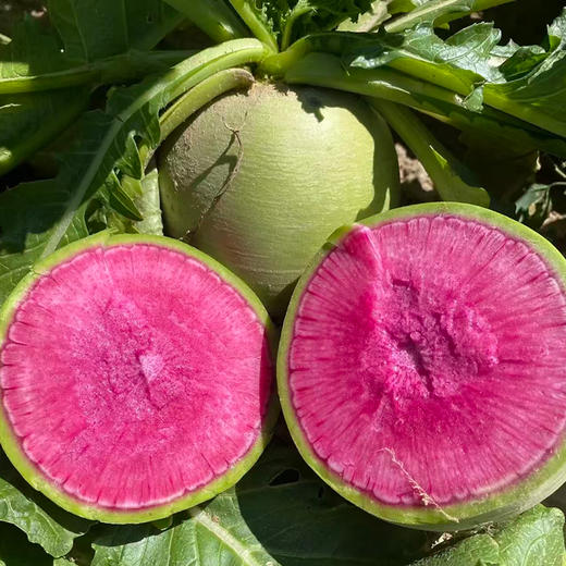 【HFS】心里美萝卜 1.5kg/份 太平海农业 商品图0