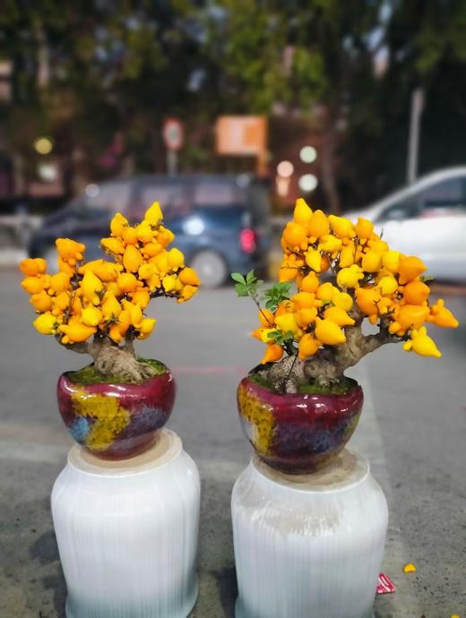 五代同堂果盆栽 商品图0