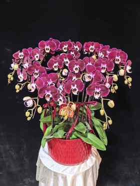 高端蝴蝶兰盆栽幻影12支