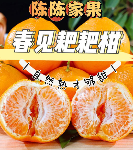 【包邮】四川眉山春见耙耙柑，鲜果采摘，自家果园，果肉细腻，汁水飞溅（售后联系VX：neigoupai004） 商品图0