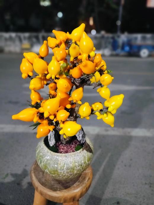 五代同堂果盆栽 商品图6