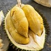 马来西亚树熟猫山王榴莲 3.1-3.5斤保4房 马来西亚核心产区 高山老树 自然树熟榴莲整果 -110液氮急冻 风味0流失 肉厚核小 保出4房 商品缩略图3
