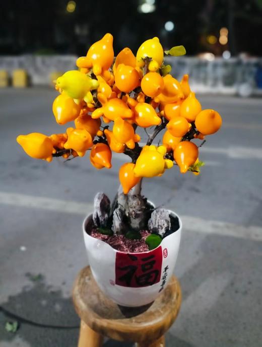 五代同堂果盆栽 商品图7