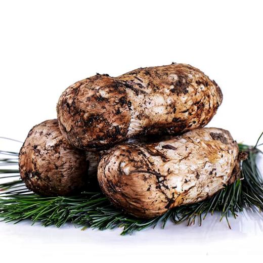 苍耕洱作野生松茸80g 商品图7