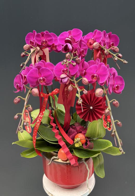 年宵花蝴蝶兰.大辣椒6株 商品图1