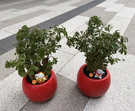 年宵花.福禄寿（不含配送） 商品图0