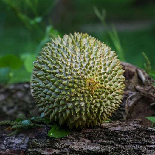 马来西亚树熟猫山王榴莲 3.1-3.5斤保4房 马来西亚核心产区 高山老树 自然树熟榴莲整果 -110液氮急冻 风味0流失 肉厚核小 保出4房 商品图4