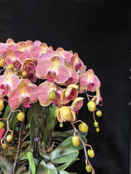 高端蝴蝶兰盆栽和旋16支 商品图2