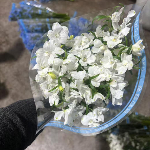 小飞燕.白色 商品图0