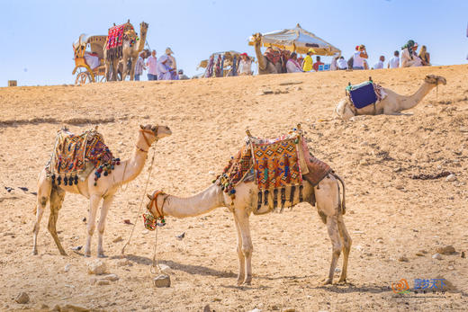 5.16确定出发【埃及】解码干年传奇古国游摄10天<环球寻梦> 商品图14