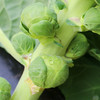 新鲜现摘农家孢子甘蓝 口感脆嫩 回口甘甜 迷你小包菜 卷心菜 西餐蔬菜沙拉食材 150g 商品缩略图5