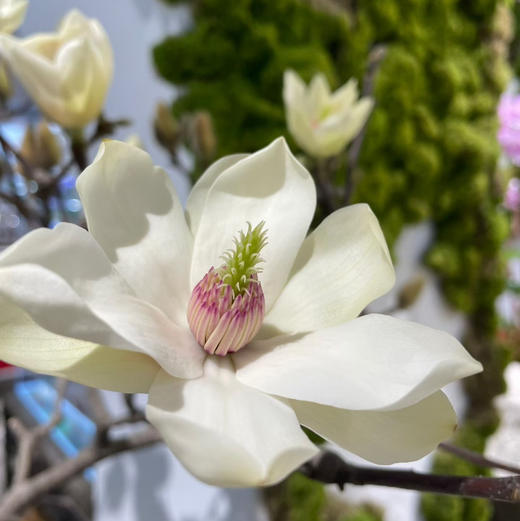 玉兰鲜切花一扎 商品图13