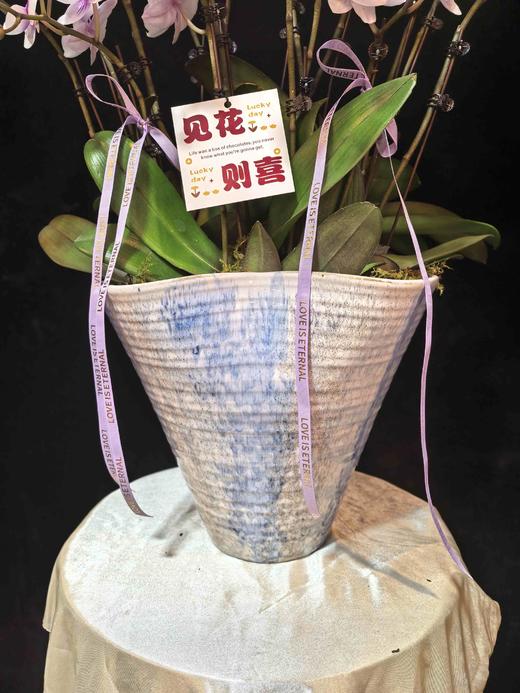 高端蝴蝶兰盆栽风筝16支 商品图2