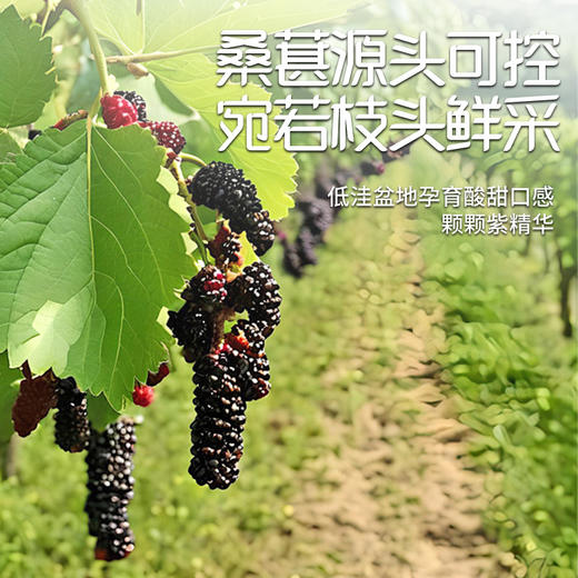 多倍臣桑葚原汁 【【山东必买好品】 商品图3