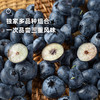  企鹅市集|云南浓香蓝莓 中果/大果/超大果多规格可选 脆甜饱满 人工新鲜采摘 商品缩略图5
