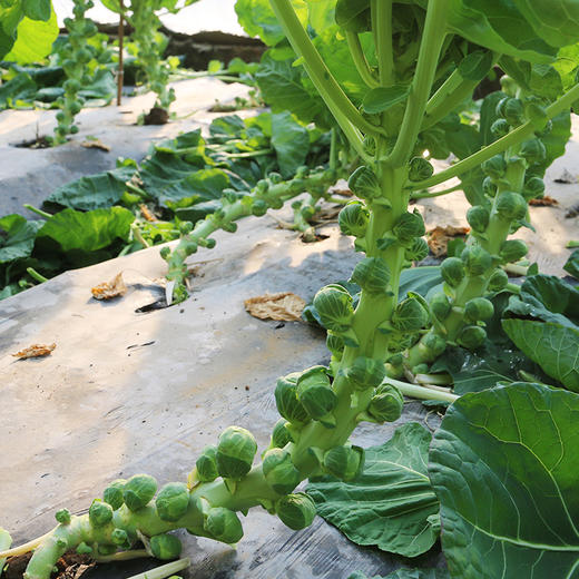 新鲜现摘农家孢子甘蓝 口感脆嫩 回口甘甜 迷你小包菜 卷心菜 西餐蔬菜沙拉食材 150g 商品图3