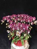 高端蝴蝶兰盆栽幻影12支 商品缩略图7
