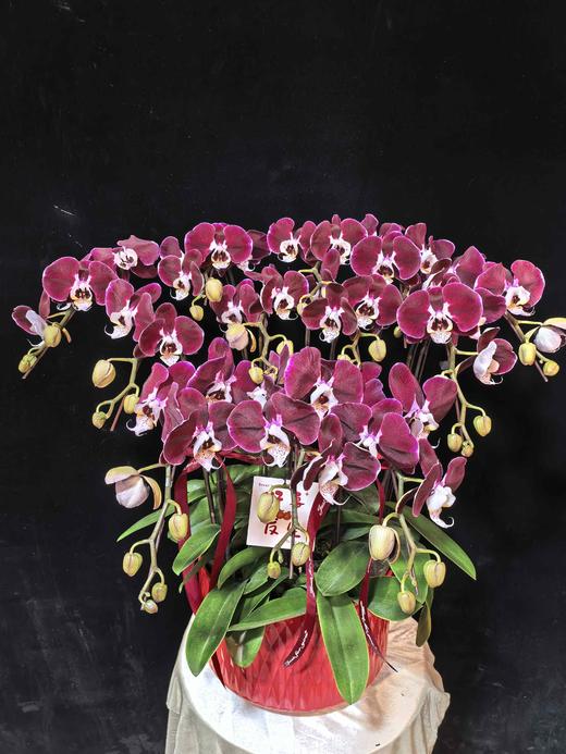 高端蝴蝶兰盆栽幻影12支 商品图7