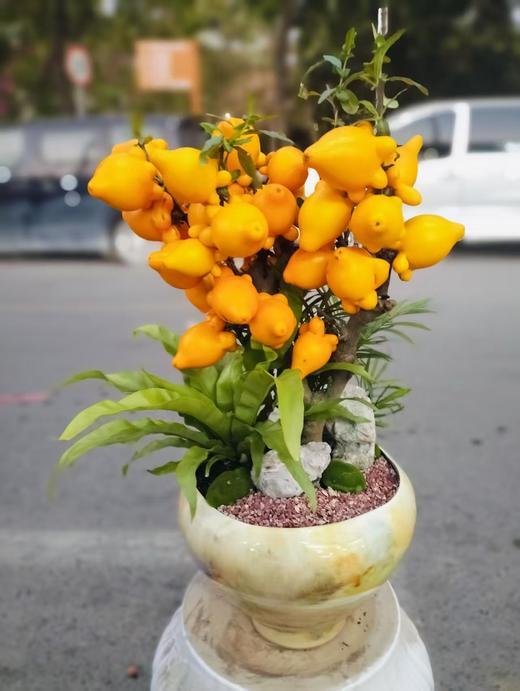 五代同堂果盆栽 商品图2