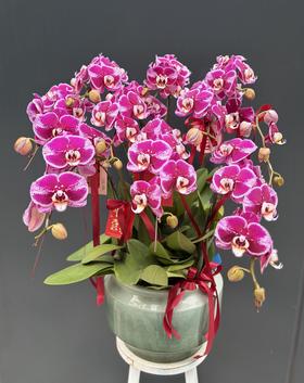 年宵花蝴蝶兰.微笑10株