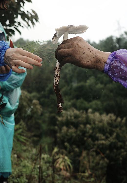 苍耕洱作野生干鸡枞100g 商品图4