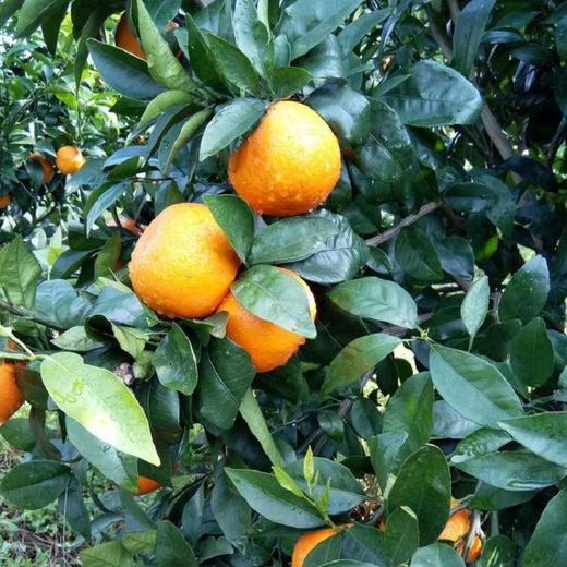 广西武鸣沃 柑｜黄金甜酸比，口感正当时｜产地现摘现发 商品图3