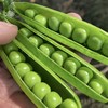 【清甜脆嫩❗️粒粒饱满】云南青豌豆荚豌豆新鲜带壳青豆角粒农家蔬菜水果甜豆荚嫩。jc 商品缩略图0
