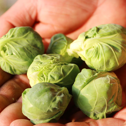 新鲜现摘农家孢子甘蓝 口感脆嫩 回口甘甜 迷你小包菜 卷心菜 西餐蔬菜沙拉食材 150g 商品图4