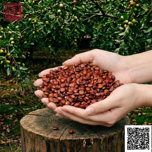 酸枣仁（100克/袋） 商品图0