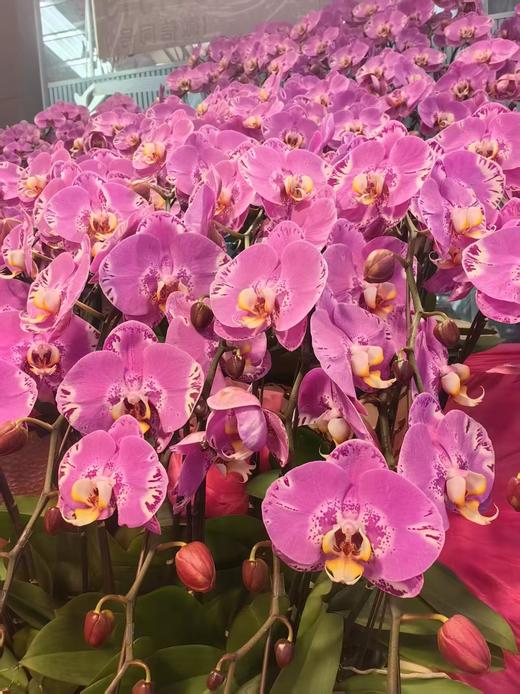 高端大气蝴蝶兰盆栽藏宝图18支豪华送礼 商品图2