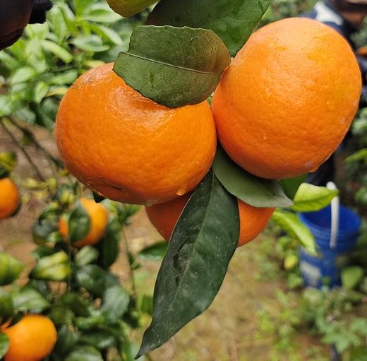 广西武鸣沃 柑｜黄金甜酸比，口感正当时｜产地现摘现发 商品图0