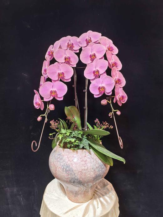 高端蝴蝶兰盆栽龙兰双支 商品图1