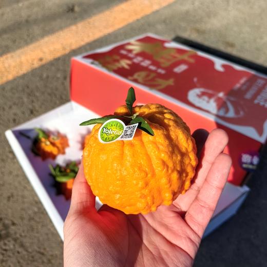 悠乐果品牌特级发财柑橘桔礼盒顺丰包邮*2.5kg 商品图1