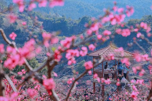 3月6日【连平】十里桃花、油菜花2天摄影采风 商品图1