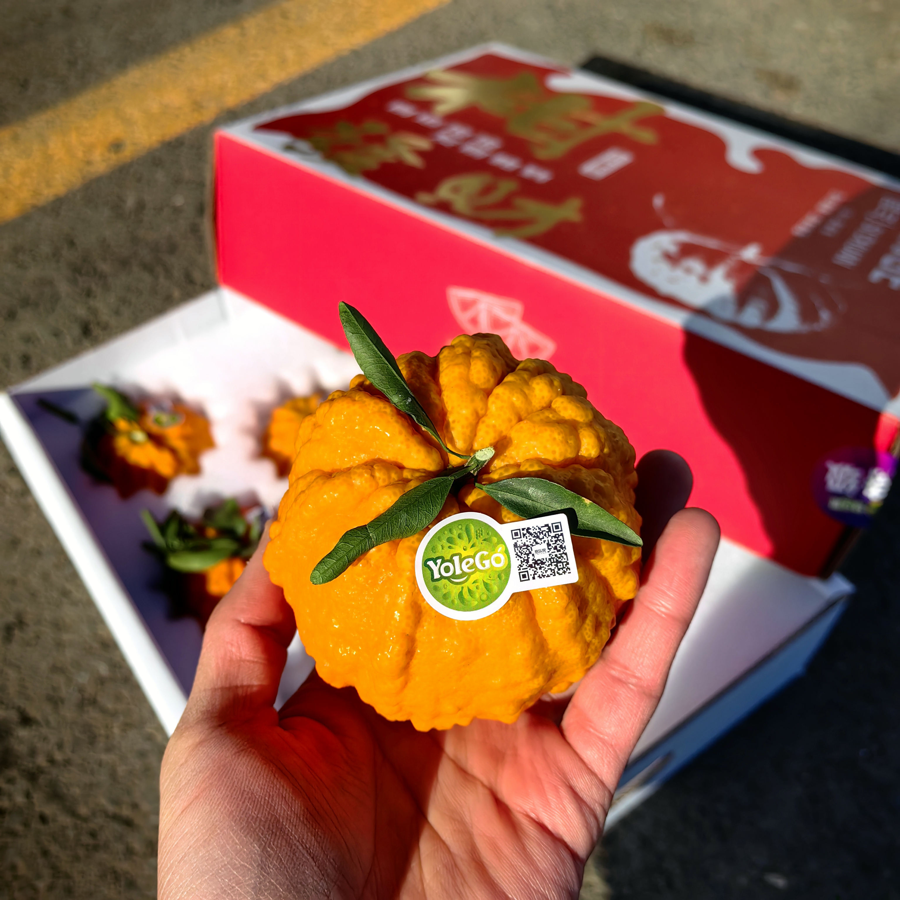 悠乐果品牌特级发财柑橘桔礼盒顺丰包邮*2.5kg