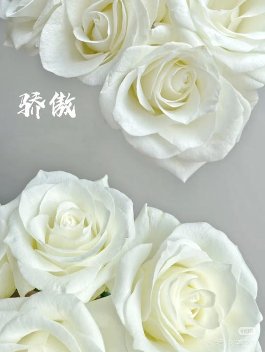 现货白色骄傲玫瑰一扎10支 支长50厘米，享受会员价 商品图0