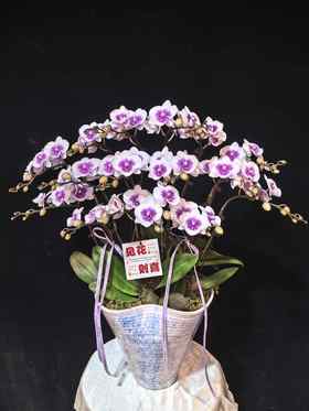 高端蝴蝶兰盆栽风筝16支