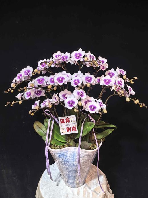 高端蝴蝶兰盆栽风筝16支 商品图0