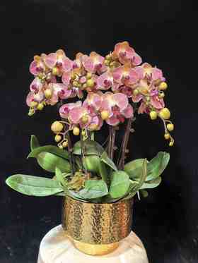 高端蝴蝶兰盆栽和旋10支