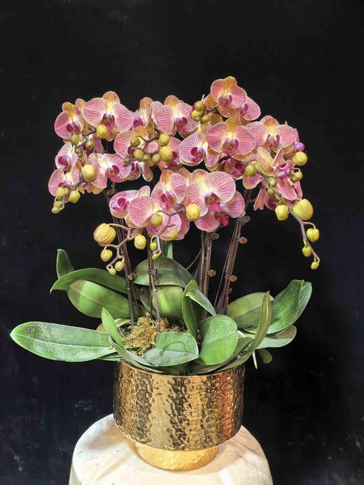 高端蝴蝶兰盆栽和旋10支 商品图0