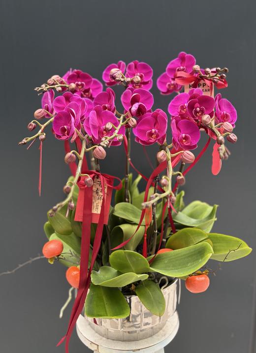 年宵花蝴蝶兰.大辣椒8株 商品图0