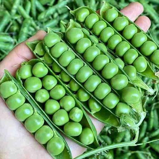 【清甜脆嫩❗️粒粒饱满】云南青豌豆荚豌豆新鲜带壳青豆角粒农家蔬菜水果甜豆荚嫩。jc 商品图1