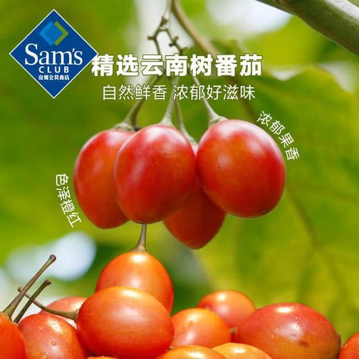 【山姆限定】有言有味 树番茄火锅底料 300g/袋 商品图5