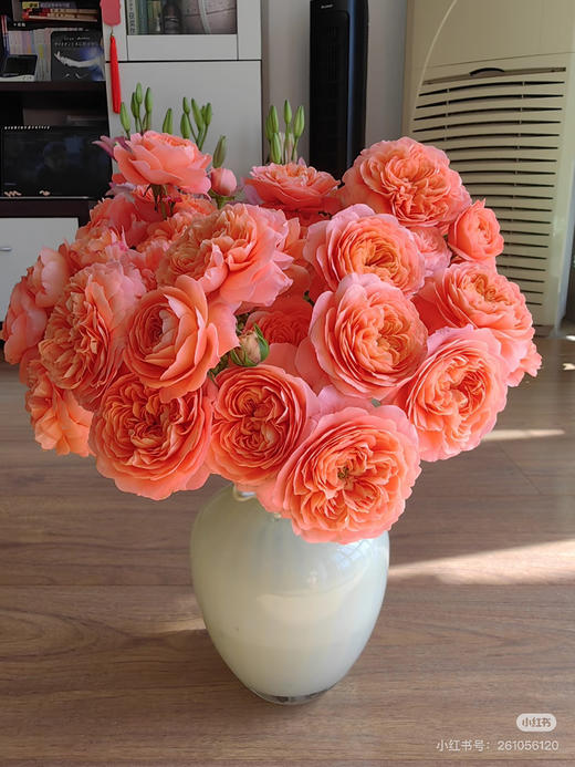 现货杏色果汁泡泡玫瑰一扎10支支长50厘米 商品图0