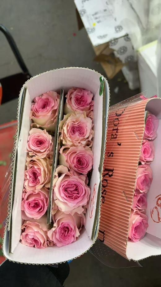 丽江洛神 商品图0